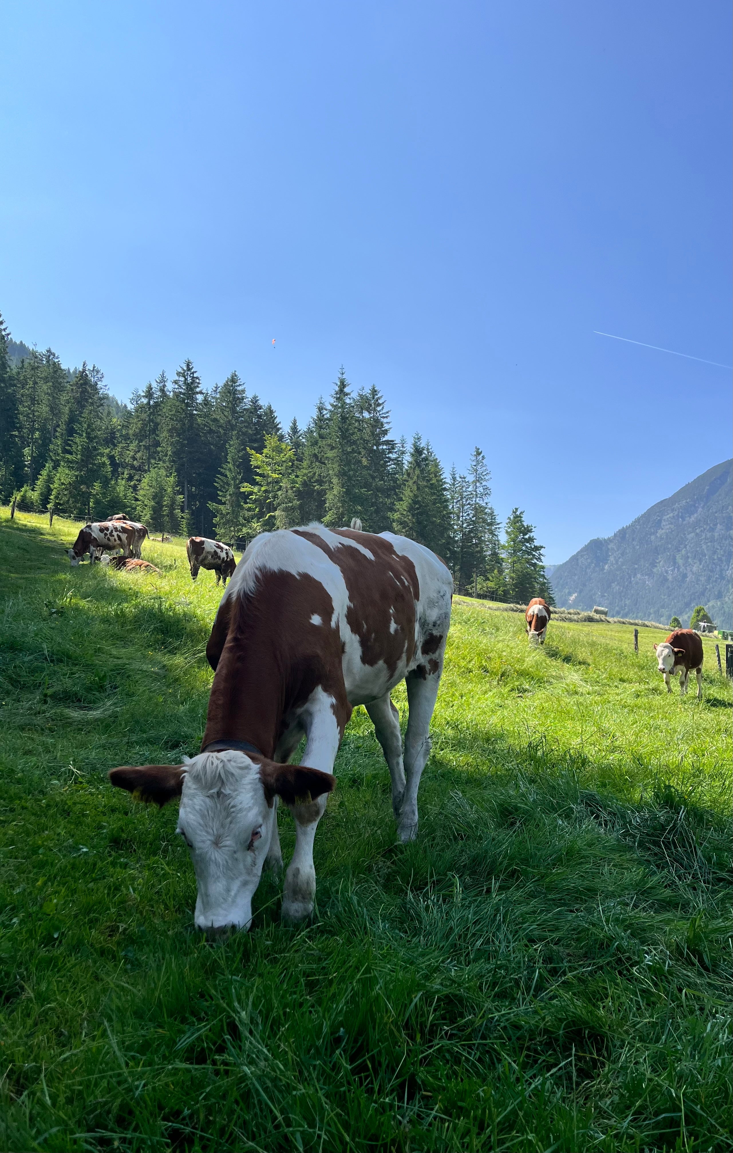 organic-grass-fed-beef-tallow