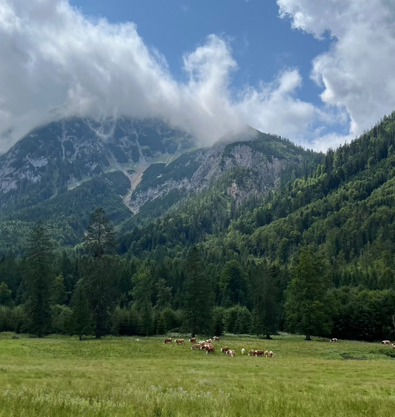 organic-grass-fed-alpine-beef-tallow